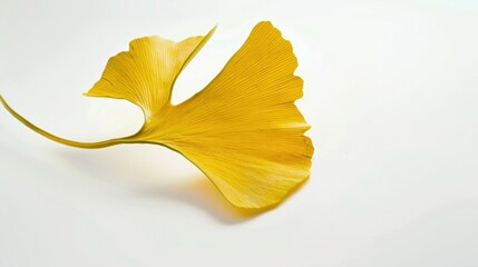 Naklejka premium Studio-Staged Indoor Macro Close-Up of Cut Yellow Ginkgo Leaves: Still Life Plant Shot with White Background, Negative Space & Fresh Natural Vibe for Wallpaper Design