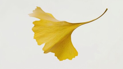 Naklejka premium Studio-Staged Indoor Macro Close-Up of Cut Yellow Ginkgo Leaves: Still Life Plant Shot with White Background, Negative Space & Fresh Natural Vibe for Wallpaper Design