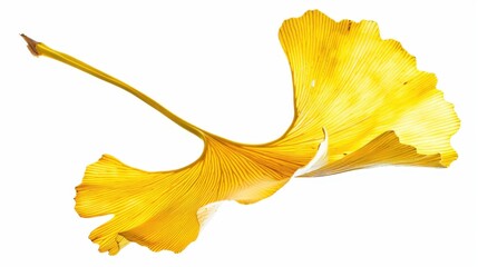Naklejka premium Studio-Staged Indoor Macro Close-Up of Cut Yellow Ginkgo Leaves: Still Life Plant Shot with White Background, Negative Space & Fresh Natural Vibe for Wallpaper Design