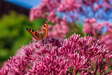 butterfly on a pink Eutrochium flower against a blue sky. colorful macro photo of an insect. wild...