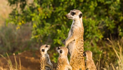 Meerkat family standing alert