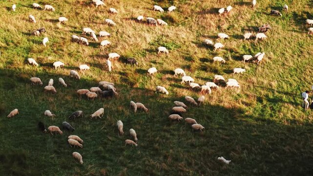 Flock of Sheep in Field, Sunset Light