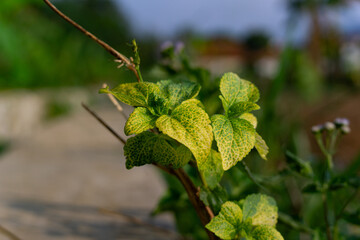 Selective Focus on a Diseased Wild Plant Leaf Showing Symptoms of Chlorosis and Yellow Veins