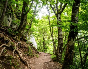 Lush forest path winding through trees (2)