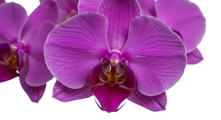 Fototapeta premium Close up vibrant purple orchids