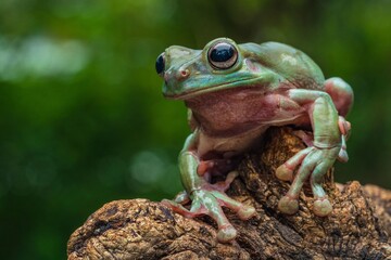 Dumpy White Tree Frog, Litoria Caerulea, perched on a branch