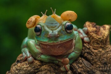 Dumpy White Tree Frog, Litoria Caerulea, with Snails on Head