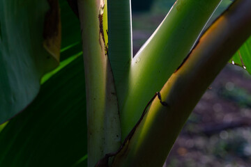 Fototapeta premium Detailed Macro Shot of a Green Banana Tree Stalk with Natural Sunlight and Shadow Texture