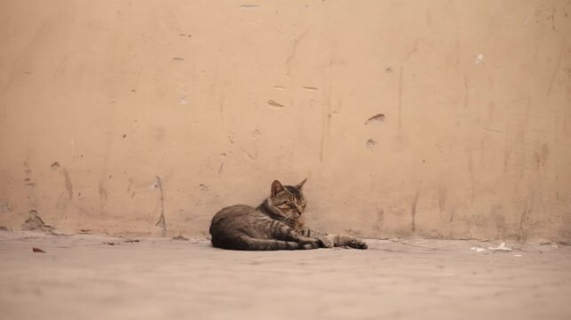 A stray cat lounges against a rustic wall in Marrakech&rsquo;s medina.