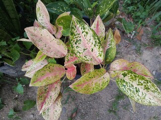 green plants