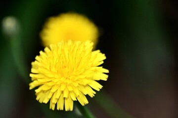 Close up of a yellow common dandelion blossom © lehmannw