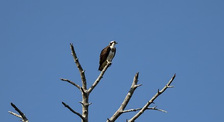 Osprey perched on bare branch