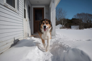 playful dog joyfully jumps in snow outside cozy house chasing after falling snowflakes