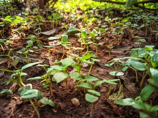 Young green seedlings sprouting in rich soil illuminated by sunlight in a forest setting
