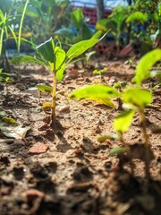Small green seedlings growing in sunlit soil with a blurred background of plants and bricks