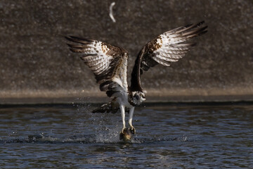 The beautiful flight characteristics of Osprey in Thailand.