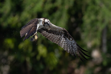 The beautiful flight characteristics of Osprey in Thailand.