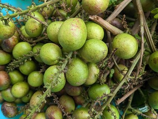 Close-up of a bunch of fresh, green Longan fruit on a branch