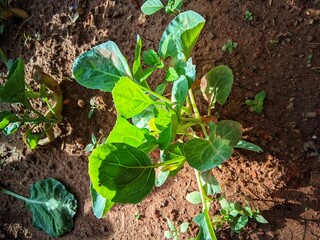 Vibrant young plant with broad green leaves growing in rich, sunlit soil, showcasing new life and natural beauty in a garden setting