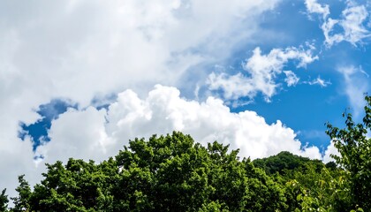 Fototapeta premium A vibrant sky meets lush foliage