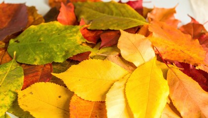 Vibrant Autumnal Mosaic A CloseUp of Colorful Fallen Leaves.
