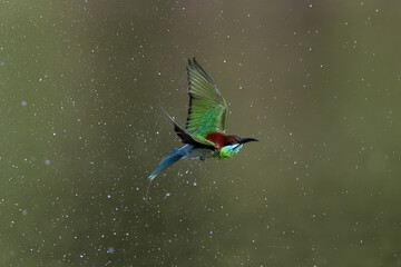 Beautiful of Green Bee eater or little green bee-eater birds are flying beautifully to play happily in the natural pond.