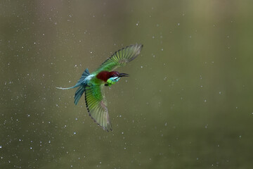 Beautiful of Green Bee eater or little green bee-eater birds are flying beautifully to play happily in the natural pond.