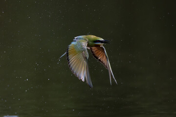Beautiful of Green Bee eater or little green bee-eater birds are flying beautifully to play happily in the natural pond.