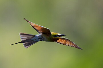 Beautiful of Green Bee eater or little green bee-eater birds are flying beautifully to play happily in the natural pond.
