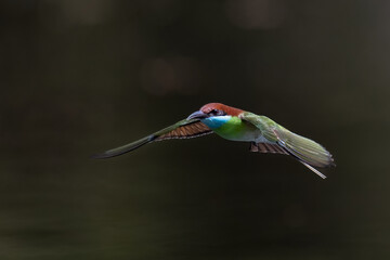 Beautiful of Green Bee eater or little green bee-eater birds are flying beautifully to play happily in the natural pond.