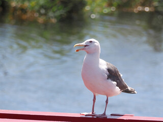 川のほとりで休憩するカモメ