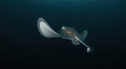 Ray swims gracefully in the ocean's depths, backlit by faint light