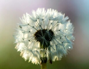 Close-up of a dandelion seed head, covered in dew drops