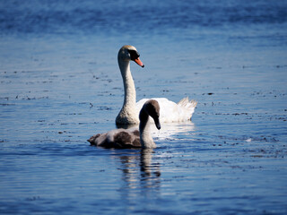 コブハクチョウの親子