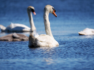 コブハクチョウの親子