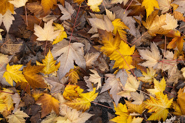 Hojas secas de otoño en el suelo 