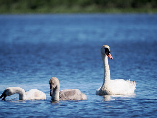コブハクチョウの親子