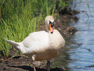 水辺で休むコブハクチョウ