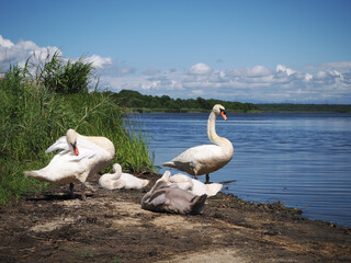 水辺で休憩するコブハクチョウの家族