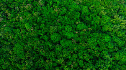 aerial view of dark green forest Abundant natural ecosystems of rainforest. Concept of nature...
