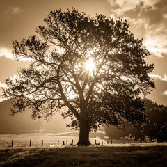 Naklejka premium Sepia-toned tree in field