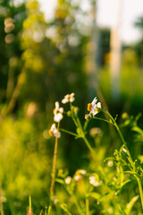 Fresh morning flowers and greenery captured in natural sunlight, creating a peaceful and refreshing atmosphere. Perfect for backgrounds, nature themes, freshness, and floral concepts.