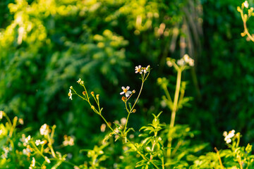 Fresh morning flowers and greenery captured in natural sunlight, creating a peaceful and refreshing atmosphere. Perfect for backgrounds, nature themes, freshness, and floral concepts.