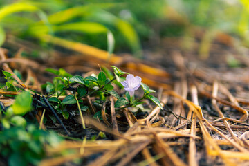 Fresh morning flowers and greenery captured in natural sunlight, creating a peaceful and refreshing atmosphere. Perfect for backgrounds, nature themes, freshness, and floral concepts.