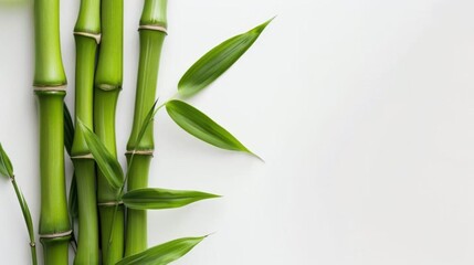 Close-Up of Bamboo in Grove: Unmanned Outdoor Scene with Sunlight, Zen Vibe for Spring/Summer Wallpaper