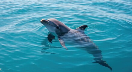 Naklejka premium A playful dolphin gracefully surfaces in turquoise water
