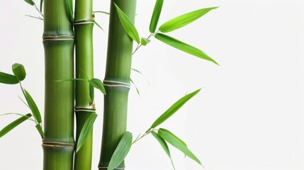 Fototapeta premium Close-Up of Bamboo in Grove: Unmanned Outdoor Scene with Sunlight, Zen Vibe for Spring/Summer Wallpaper