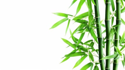 Close-Up of Bamboo in Grove: Unmanned Outdoor Scene with Sunlight, Zen Vibe for Spring/Summer Wallpaper