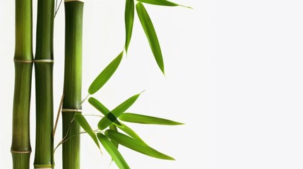 Fototapeta premium Close-Up of Bamboo in Grove: Unmanned Outdoor Scene with Sunlight, Zen Vibe for Spring/Summer Wallpaper