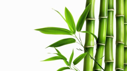 Close-Up of Bamboo in Grove: Unmanned Outdoor Scene with Sunlight, Zen Vibe for Spring/Summer Wallpaper